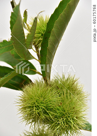 栗のイガ 60175768