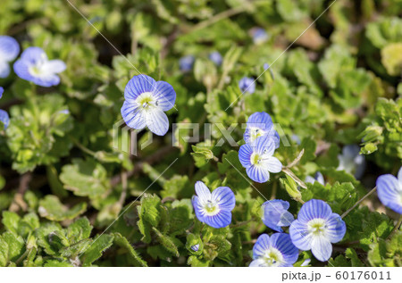オオイヌノフグリ 60176011