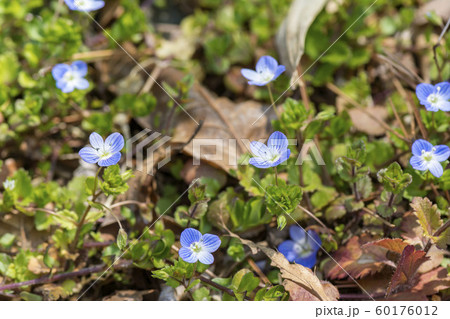 オオイヌノフグリ 60176012