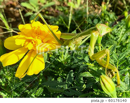 花とオオカマキリ 花とオオカマキリ 60176140