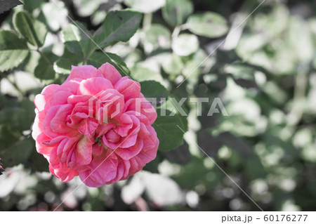 Beautiful pink rose in garden on a green background. Beautiful pink rose in garden on a green background. 60176277