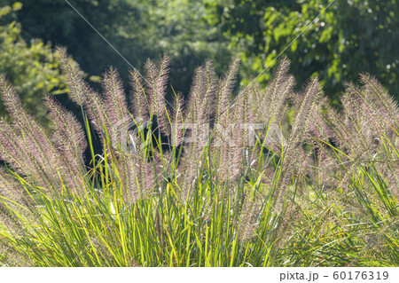 チカラシバ 60176319