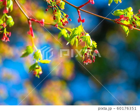 イロハモミジの若葉と花 60176351