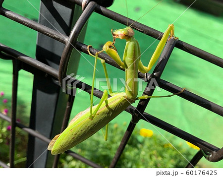 オオカマキリの捕食の写真素材