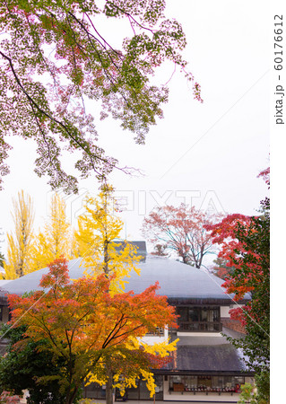 高崎だるま寺の紅葉 60176612