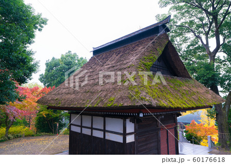 高崎だるま寺の紅葉 高崎だるま寺の紅葉 60176618