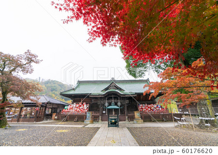 高崎だるま寺の紅葉 60176620