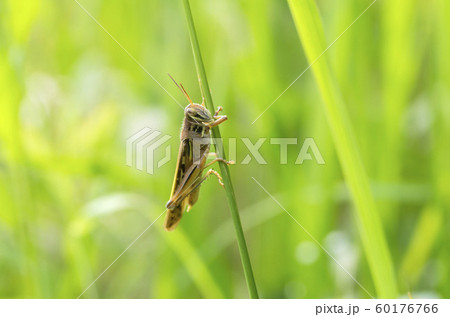 ツチイナゴ 60176766