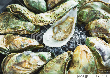 Fresh opened oysters shells platter with ice. Fresh sea food Fresh opened oysters shells platter with ice. Fresh sea food 60176794