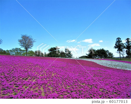 群馬県 太田市北部運動公園 おおた芝桜まつりの写真素材