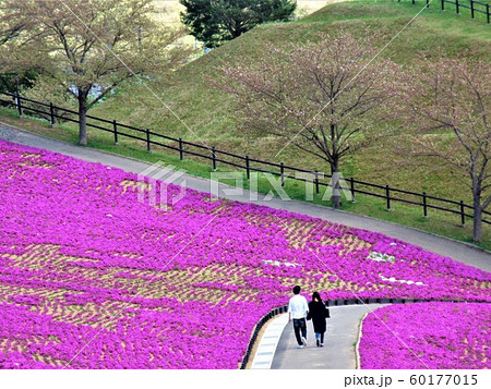 群馬県 太田市北部運動公園 おおた芝桜まつり 群馬県 太田市北部運動公園 おおた芝桜まつり 60177015