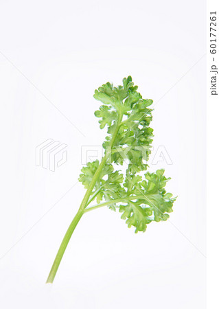 パセリ パセリ 60177261