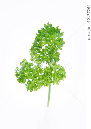 パセリ パセリ 60177264