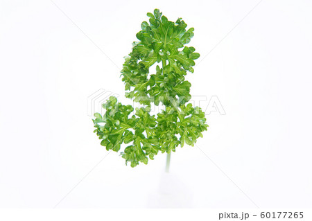 パセリ 60177265