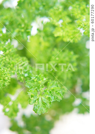 パセリ パセリ 60177290