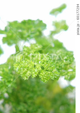 パセリ パセリ 60177294
