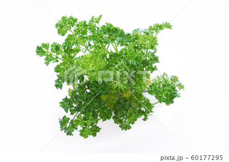 パセリ パセリ 60177295