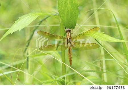 ショウジョウトンボ 60177438