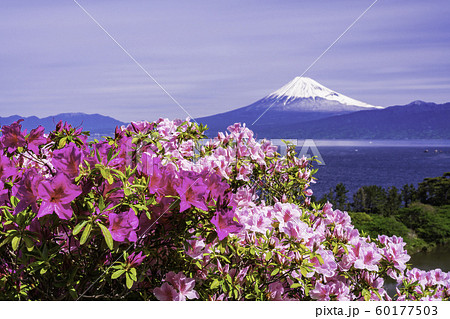 (静岡県)ツツジ満開の西伊豆井田から望む富士山 (静岡県)ツツジ満開の西伊豆井田から望む富士山 60177503
