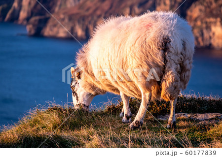 Sheep enjoying the sunset at the Slieve League cliffs in County Donegal, Ireland 60177839