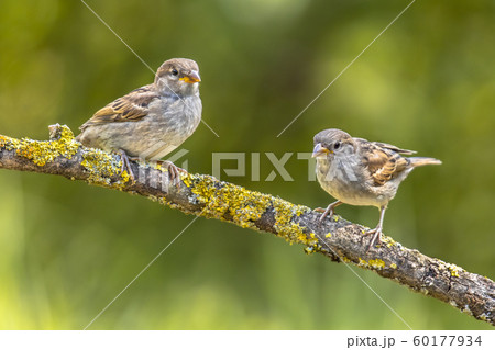 Two Young house sparrows 60177934