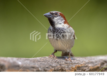 House Sparrow male 60177949