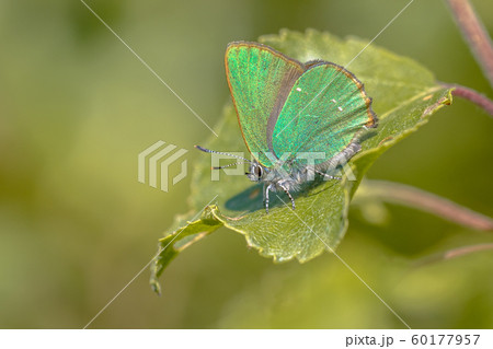 Green hairstreak butterfly 60177957