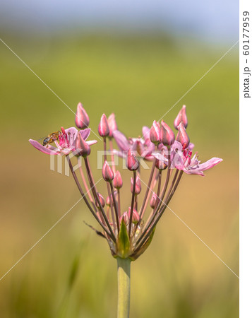 Flowering rush close up Flowering rush close up 60177959
