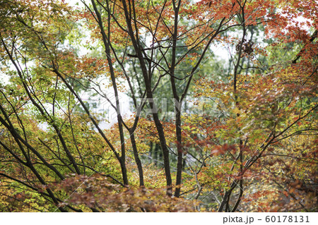 紅葉 紅葉 60178131