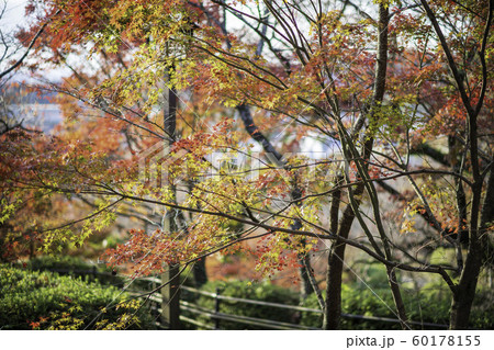 紅葉 紅葉 60178155