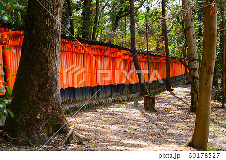 京都 伏見稲荷大社 千本鳥居 京都 伏見稲荷大社 千本鳥居 60178527