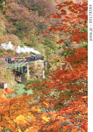 磐越西線「山間部の紅葉風景の中を行くSL」 60178564