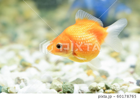 金魚の画像素材 ピクスタ