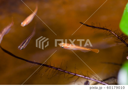 ヒメダカ 60179010