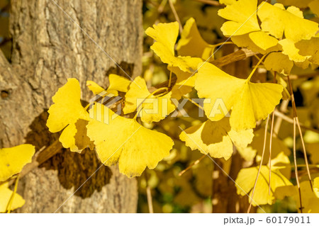 鮮やかに紅葉した銀杏 60179011
