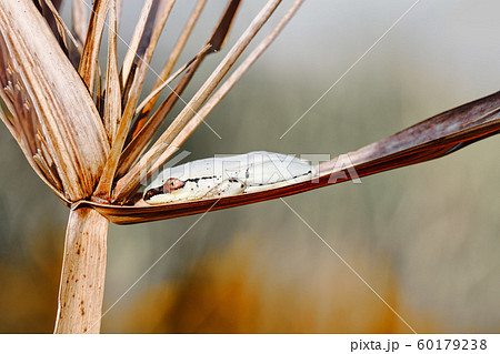 small masked frog on reed, Maroantsetra, 60179238