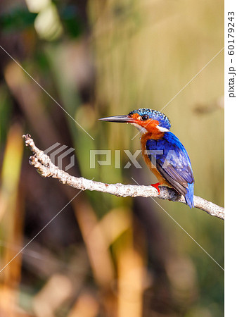 beautiful bird kingfisher, madagascar beautiful bird kingfisher, madagascar 60179243