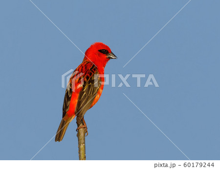 Madagascar bird red fody, wildlife 60179244