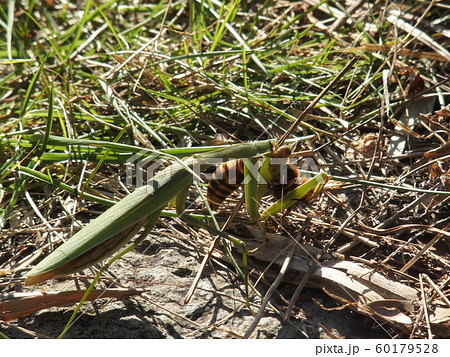 スズメバチを捕食するカマキリ 首かしげ の写真素材