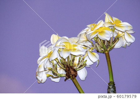 frangipani flower isolated on violet background frangipani flower isolated on violet background 60179579