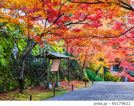 秋の京都　三千院　参道 60179622