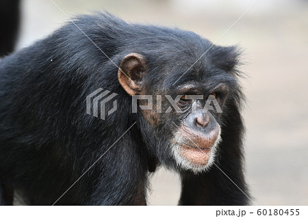 チンパンジー54 60180455