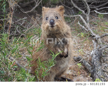 ロットネスト島のクォッカ ロットネスト島のクォッカ 60181193