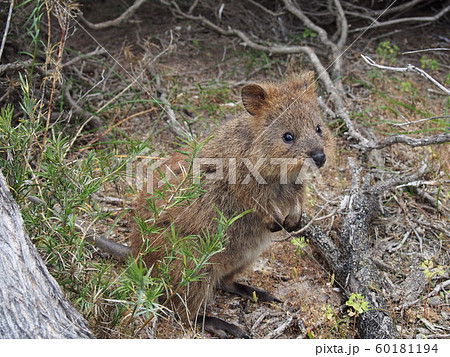 ロットネスト島のクォッカ ロットネスト島のクォッカ 60181194