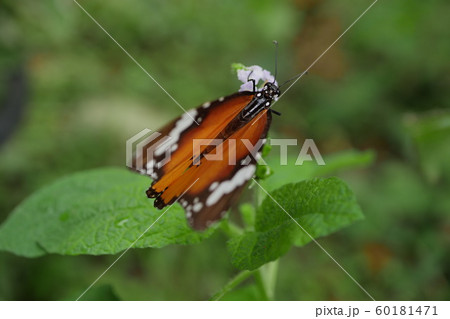 beautiful butterfly in blossom flower garden 60181471