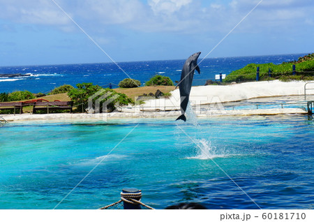 イルカのジャンプ 60181710