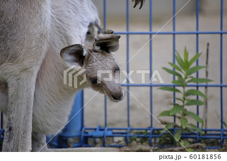 大牟田市 大牟田動物園 カンガルー、 大牟田市 大牟田動物園 カンガルー、 60181856