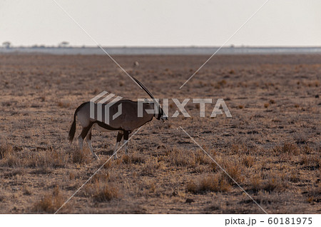 Oryx in Etosha National Park Oryx in Etosha National Park 60181975