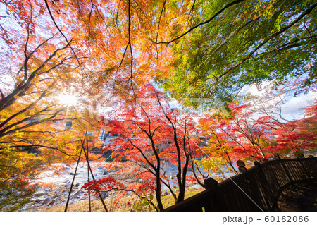塩原温泉の紅葉 60182086