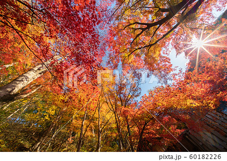 塩原温泉の紅葉 塩原温泉の紅葉 60182226